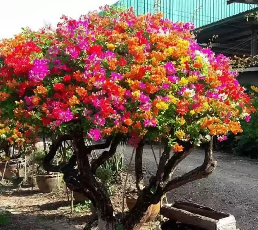 BOUGAINVILLEA